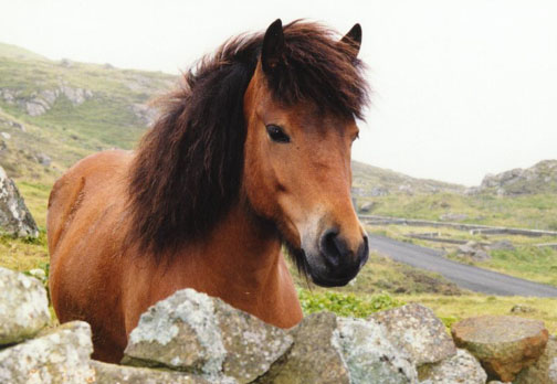 faroe106.jpg